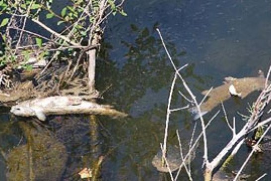 La mortandad de barbos en el Oria se atribuye a factores naturales