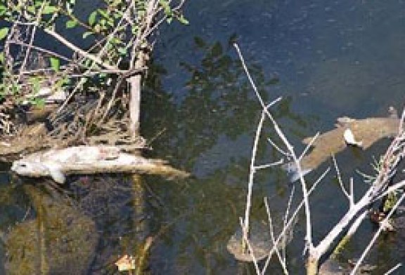 La mortandad de barbos en el Oria se atribuye a factores naturales