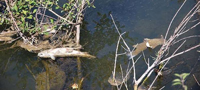 La mortandad de barbos en el Oria se atribuye a factores naturales