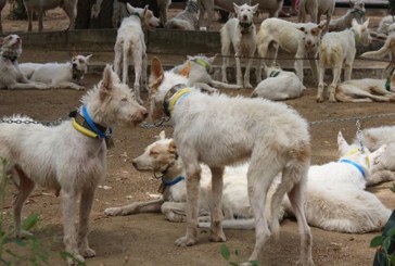 Los perros serán los principales protagonistas de Intercaza 2013