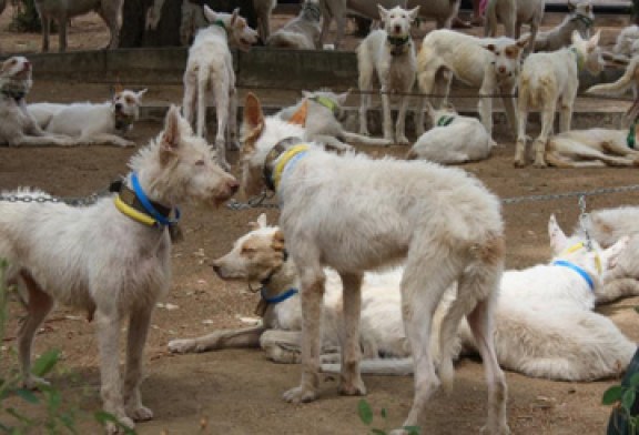 Los perros serán los principales protagonistas de Intercaza 2013