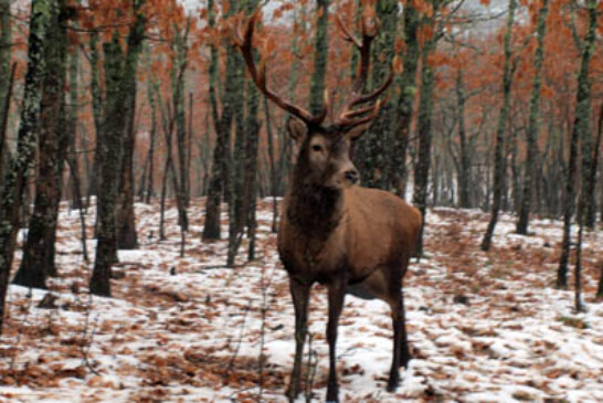La Diputación de Álava establece un cupo de 128 machos de ciervo para esta temporada