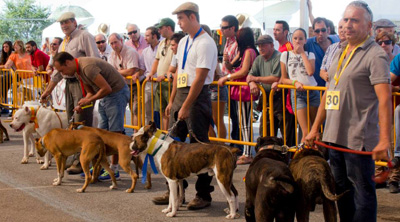 Calidad y cantidad en la V edición de la feria de perros de caza «Berrocaza»