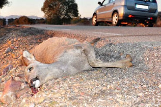 Gobierno y ONC acuerdan trasladar las mejoras en la normativa sobre accidentes con especies cinegéticas a la nueva Ley de Tráfico