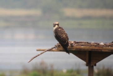 El Centro de Biodiversidad de Euskadi celebra el día mundial de las aves