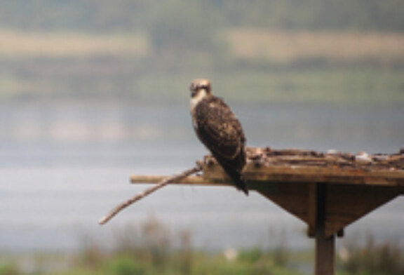 El Centro de Biodiversidad de Euskadi celebra el día mundial de las aves
