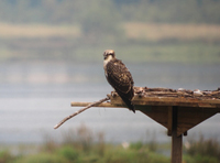 El Centro de Biodiversidad de Euskadi celebra el día mundial de las aves