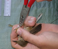 El parketxe de Izki celebra el Día Mundial de las Aves con un taller de anillamiento