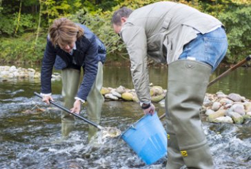 Liberadas 3.790 crías de salmón para recuperar la especie en la cuenca del Bidasoa