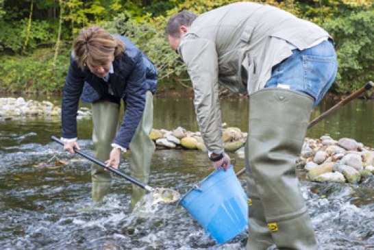 Liberadas 3.790 crías de salmón para recuperar la especie en la cuenca del Bidasoa