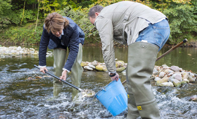 Liberadas 3.790 crías de salmón para recuperar la especie en la cuenca del Bidasoa