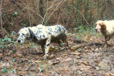 Hablando de becadas: ¿Por qué nos preguntamos ???¿Cuántas llevas???? en vez de ???¿Qué tal el perro?????