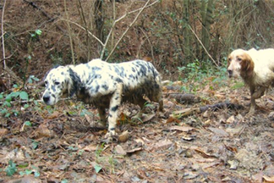 Hablando de becadas: ¿Por qué nos preguntamos ???¿Cuántas llevas???? en vez de ???¿Qué tal el perro?????