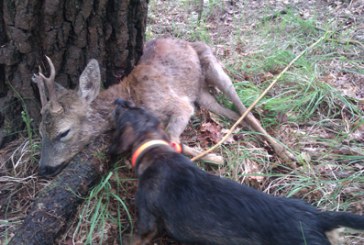 Claves para la recuperación de piezas de caza mayor heridas con perros de sangre