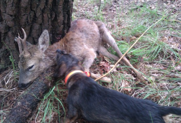 Claves para la recuperación de piezas de caza mayor heridas con perros de sangre