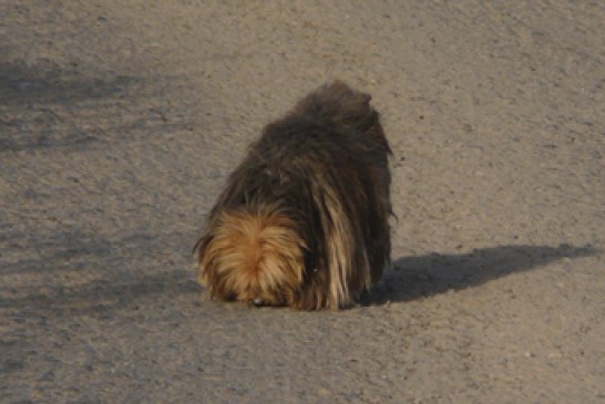 UNITEGA solicita indemnizaciones para los dueños de los perros comidos por el lobo