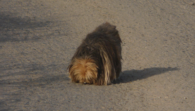 UNITEGA solicita indemnizaciones para los dueños de los perros comidos por el lobo