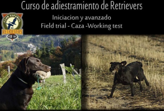 Curso de adiestramiento de retrievers en Tudela