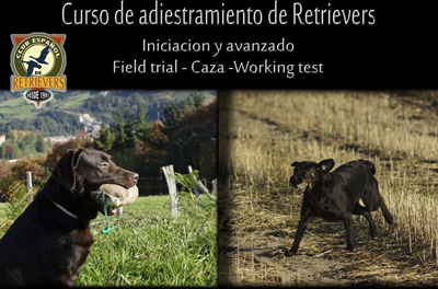 Curso de adiestramiento de retrievers en Tudela