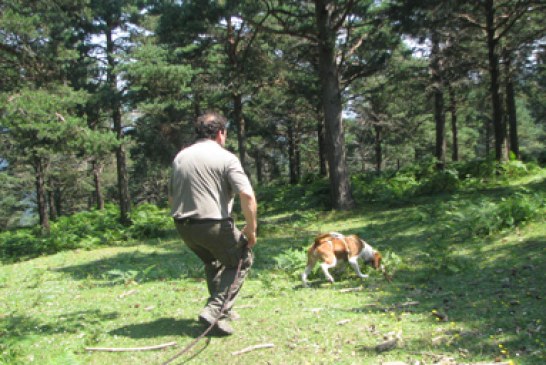 Perros de rastro mañana en Gorosmendi