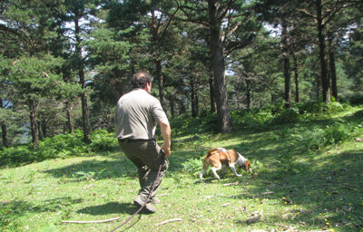 Perros de rastro mañana en Gorosmendi