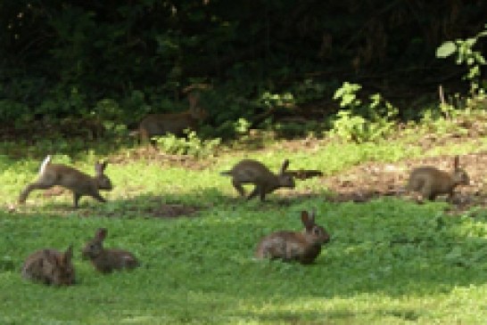 Estado de la investigación sobre el conejo de monte en la península ibérica y perspectivas futuras