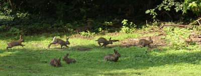 Estado de la investigación sobre el conejo de monte en la península ibérica y perspectivas futuras