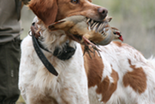 La ONC denuncia que el Anteproyecto de Ley sobre la tenencia de perros que prepara el Gobierno es un grave ataque a los cazadores