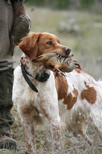 La ONC denuncia que el Anteproyecto de Ley sobre la tenencia de perros que prepara el Gobierno es un grave ataque a los cazadores