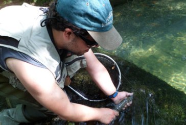 La Federación estudia permitir la pesca de salmón en el tramo sin muerte del Urumea