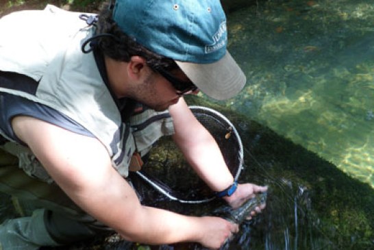 La Federación estudia permitir la pesca de salmón en el tramo sin muerte del Urumea