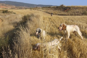 Los perros también importan