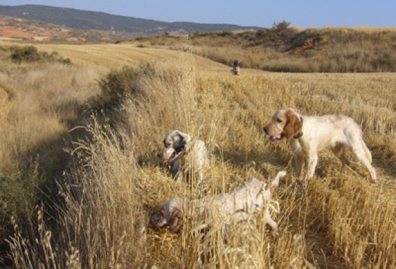 Los perros también importan