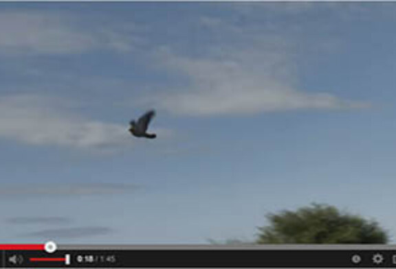 Caza de palomas al vuelo con arco