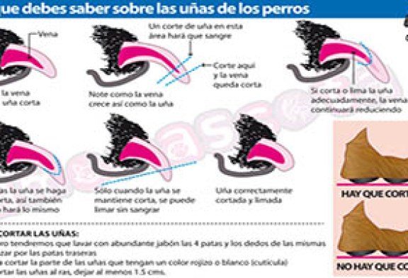 ¿Sabes cómo cortar las uñas de tu perro?