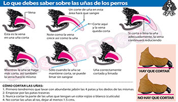 ¿Sabes cómo cortar las uñas de tu perro?