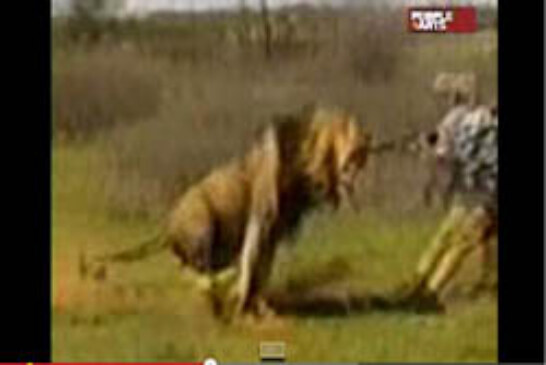 Un león carga contra un cazador