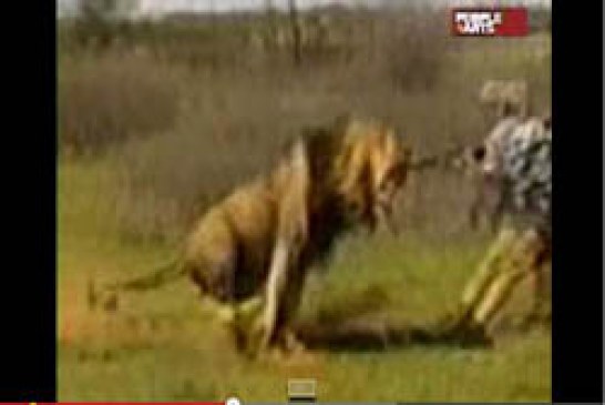 Un león carga contra un cazador