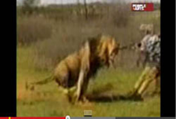 Un león carga contra un cazador