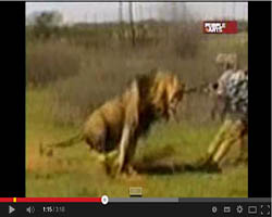 Un león carga contra un cazador