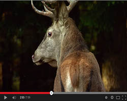 El vídeo de caza que te dejará sin palabras