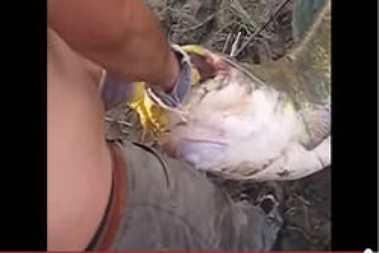 Siluro de 50kg, parte la caña del pescador