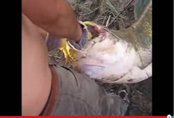 Siluro de 50kg, parte la caña del pescador