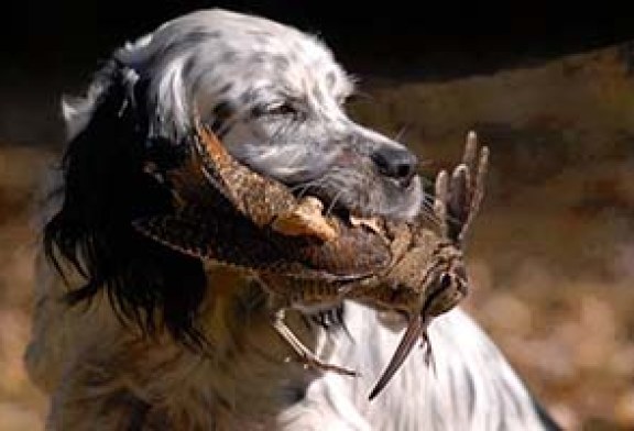 FOTO DEL DÍA: Setter con becada