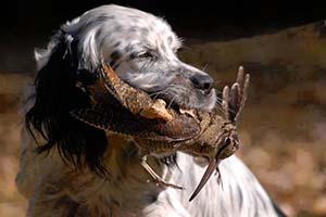 FOTO DEL DÍA: Setter con becada