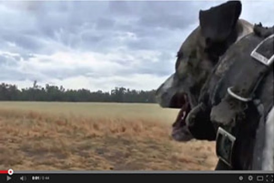 Lances de jabalís con perro