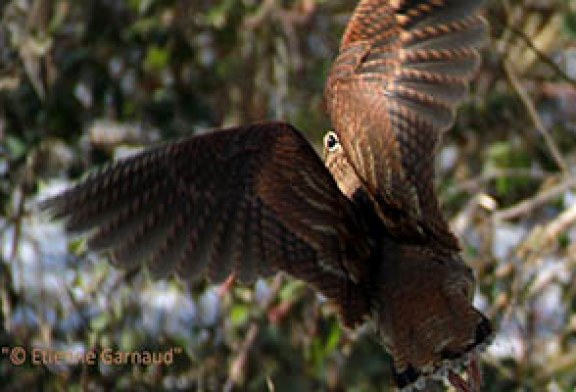 FOTO DEL DÍA: ¡Volando!