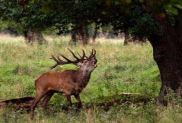 Confirman dos linajes genéticos de Ciervo Ibérico