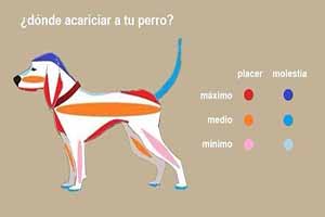 ¿Conoces bien a tu perro?