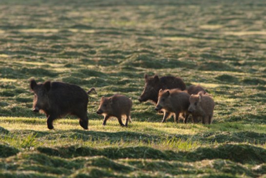 Cuadrillas guipuzcoanas alertan sobre el descenso de la población de corzos y jabalíes